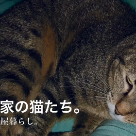 長屋の猫たち。の画像