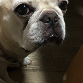 甘えん坊子ちゃんの画像