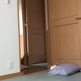 起きない私の周りを回るデールちゃん！動画。の画像