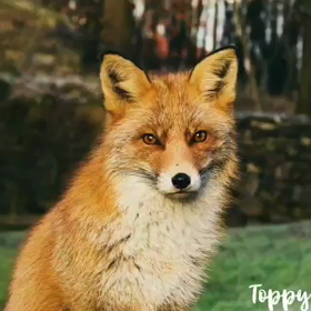 Foxy Hanakoの画像