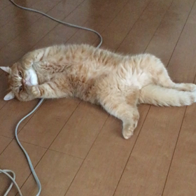 まったり〜の画像