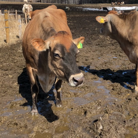今日のモウフちゃんたちの画像