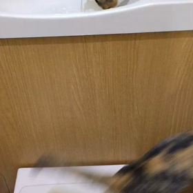 しおちゃん&さとちゃん姉妹の・・・の画像