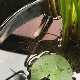 この動作って鼻あげですか？の画像