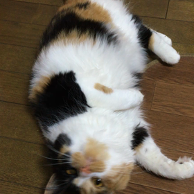 はるちゃんの画像