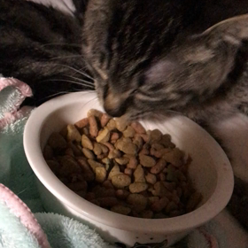 ミィちゃん頑張ってます！の画像