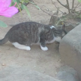 町ねこさん動画シリーズの画像