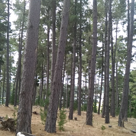 自然を楽しむの画像