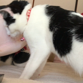 どうしてこうなるのでしょうか？党首きんとんの遊びの画像