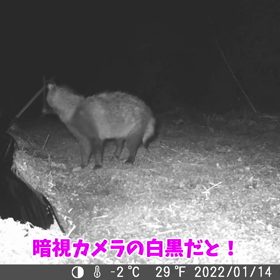 すぎぴたんの事件簿　シーズン２　１３７話 （色付き・たぬ吉）の画像