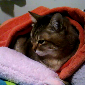 動かない動画の画像