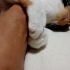 ふみふみの画像