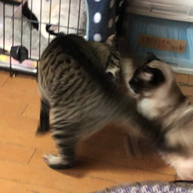 シャモンからの挑戦状の画像