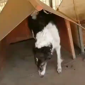 セラピードック 犬たちの末路の画像