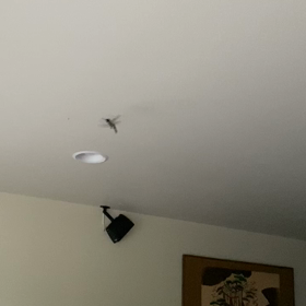 ハミングバードの画像