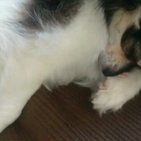 シアくんのお気に入り写真の画像