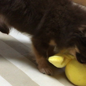 ギャップの画像