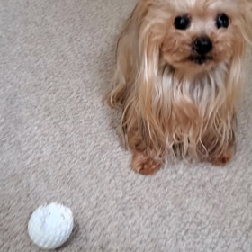 唯一の遊びの画像