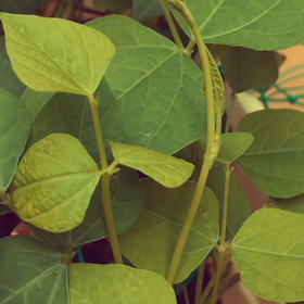 夏は楽しいのに、寂しくもなるの画像