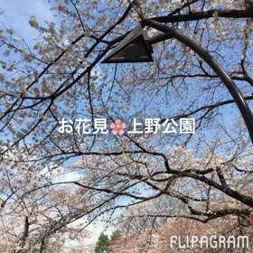 お花見 上野公園の画像