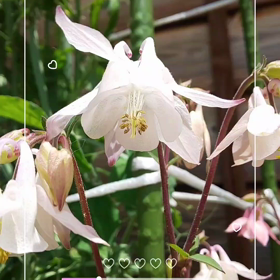 miwa庭オダマキの巻の画像