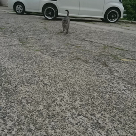 久しぶりのもんもんもんの画像