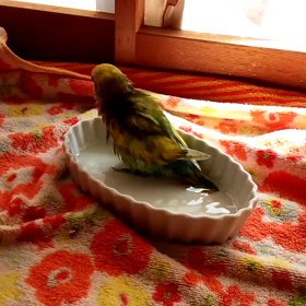 (≧∇≦)の画像