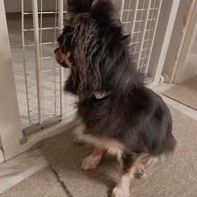 クロちゃん　面白い子の画像