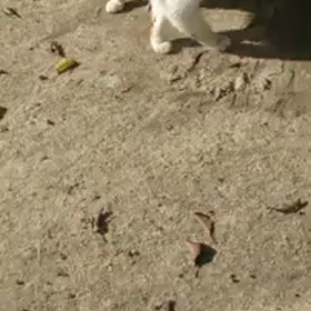 しらゆきちゃん 動画シリーズの画像