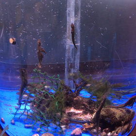 タツは大食いか♂️の画像