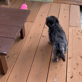 わんわんわんわん2の画像