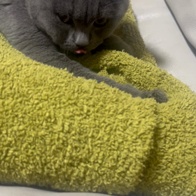 ふみふみの画像