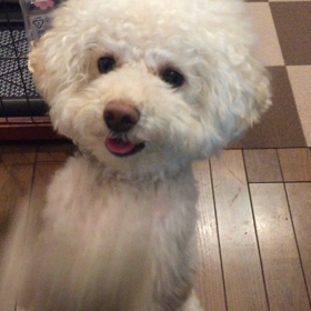 お散歩の後の画像