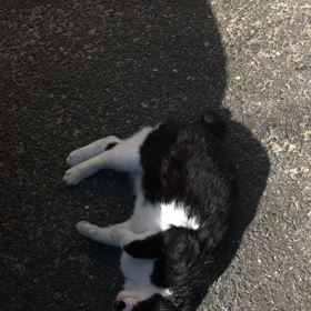 ♪2022.222.猫の日(=^ェ^=)♪の画像