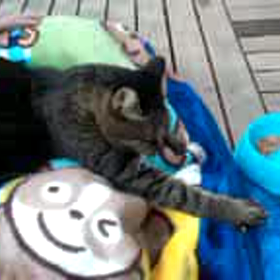 もみもみの画像