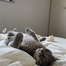 あー眠たいの画像