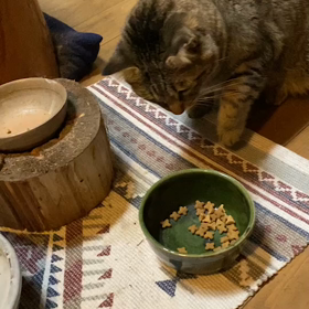 2ニャンコ☆おもしろ⁉︎動画♪の画像