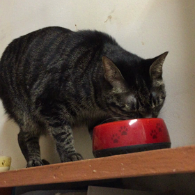 サンくんより新年のご挨拶ですの画像