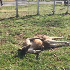 那須どうぶつ王国のカンガルーの動きがヤバイの画像