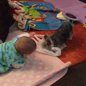 ぺっちゃんと遊べるよ。の画像