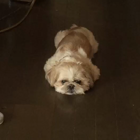 我が家の忍者(^_^*)の画像