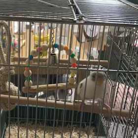 夜な夜な聞こえる悲鳴？の画像