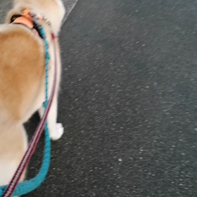 昨日は年に一回のワクチン注射。女医さんと看護師のお姉ちゃんにうってもらっておとなしくしてました。の画像