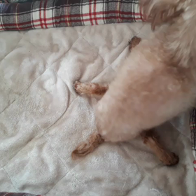 健気に生きるはなの画像