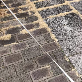 momoちゃんお散歩の画像