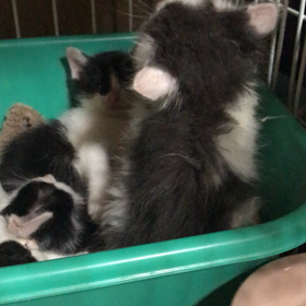 ゴマちゃんの近況 5月13日 18時の画像