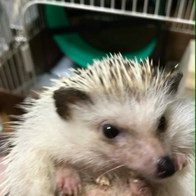 64日目気に入らない寝床の画像