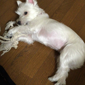 ひとり(犬)遊びの画像