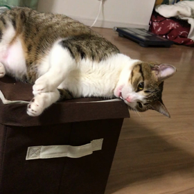 ＊ 番外編 ~動画~の画像