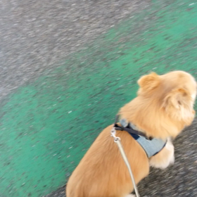 朝のお散歩の画像